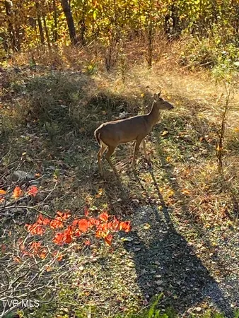 $699,900 | 107 Deer Run Drive, Flag Pond, TN 37657