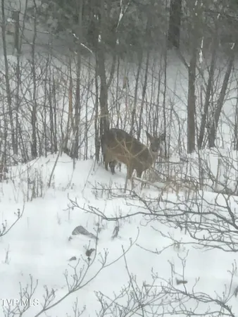 $699,900 | 107 Deer Run Drive, Flag Pond, TN 37657