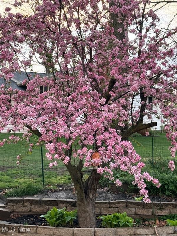 145 Maplewood Avenue Rittman, OH 44270 - Photo 36 of 40 Full bloom from owner