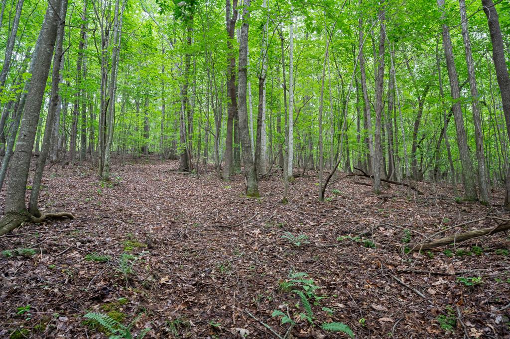 Lot G Springdale Road, Unit G Pearisburg, VA 24134 - Photo 17 of 62 Gallery Image 17