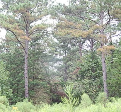 181 Day Place Road Vaughan, MS 39179 - Photo 11 of 21 Photo 12