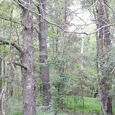181 Day Place Road Vaughan, MS 39179 - Photo 12 of 21 Photo 13