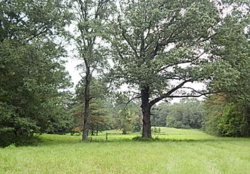 181 Day Place Road Vaughan, MS 39179 - Photo 3 of 21 Photo 3