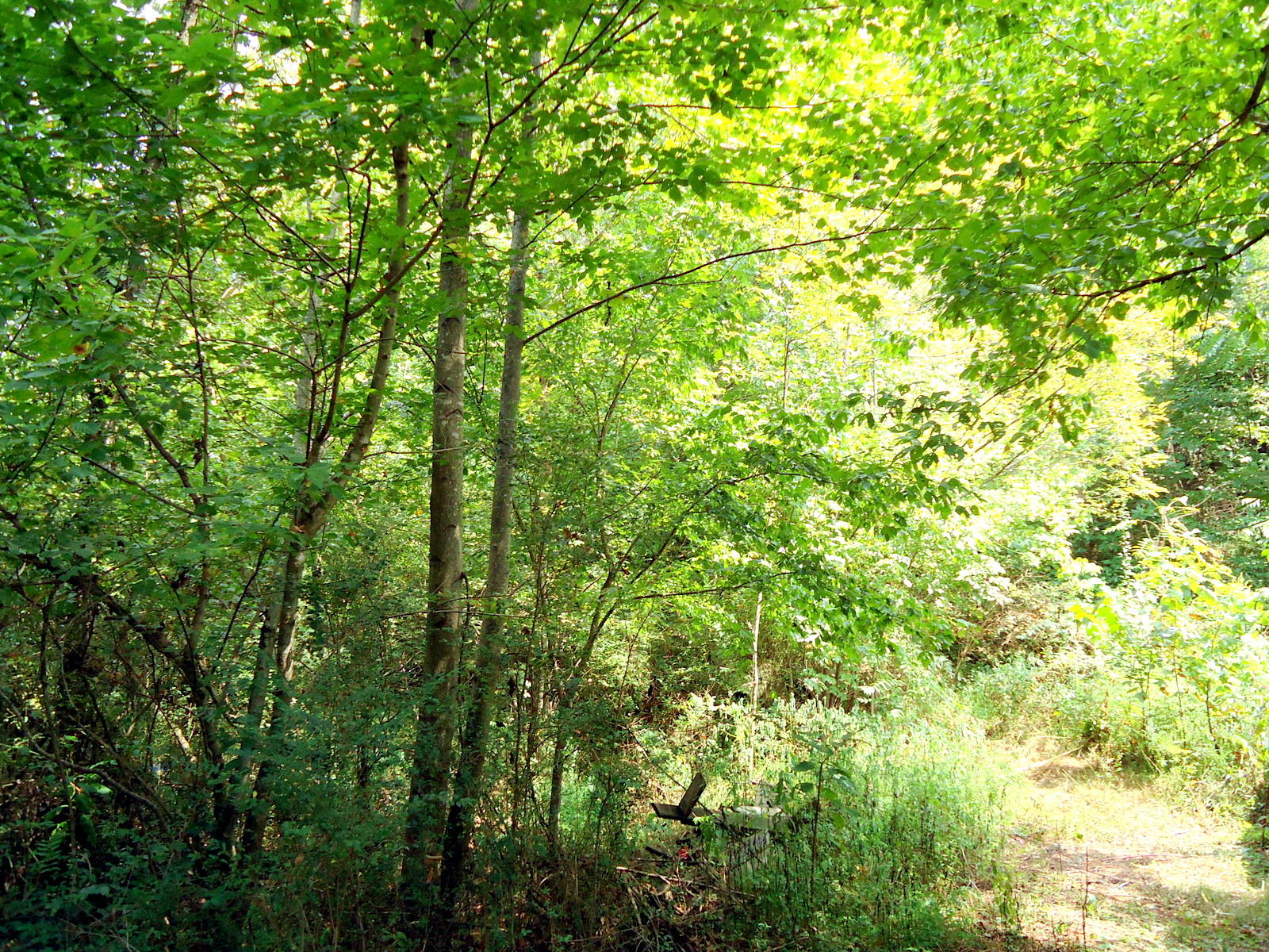 320 Seed Tick Road Sweetwater, TN 37874 - Photo 33 of 37 33-DSC00862
