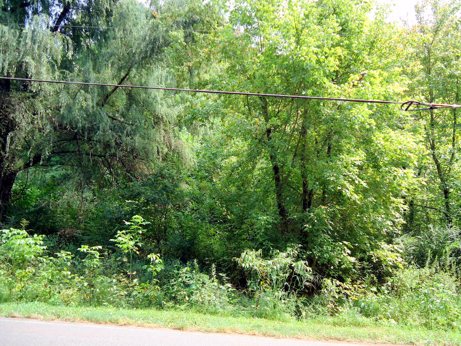 320 Seed Tick Road Sweetwater, TN 37874 - Photo 34 of 37 34-DSC00863