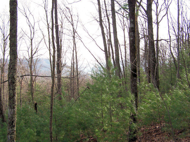 Topper Road Hartford, TN 37753 - Photo 12 of 14 100_4636