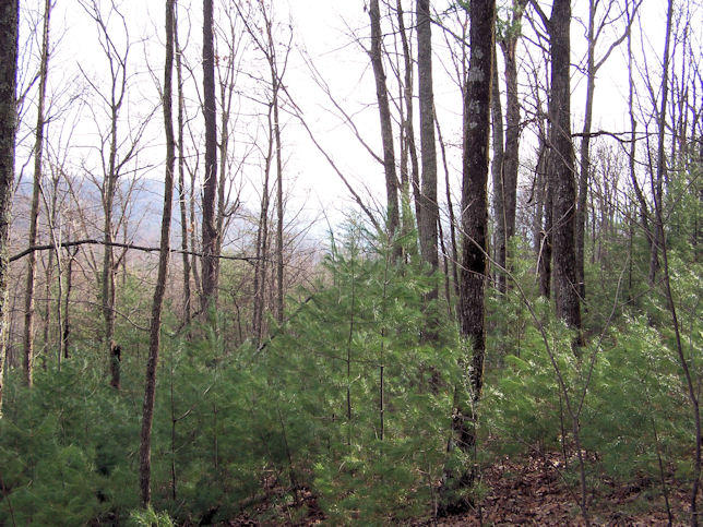 Topper Road Hartford, TN 37753 - Photo 8 of 14 100_4632