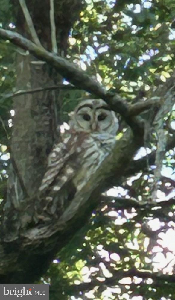 14517 Tower Road Smithsburg, MD 21783 - Photo 6 of 7 Wildlife