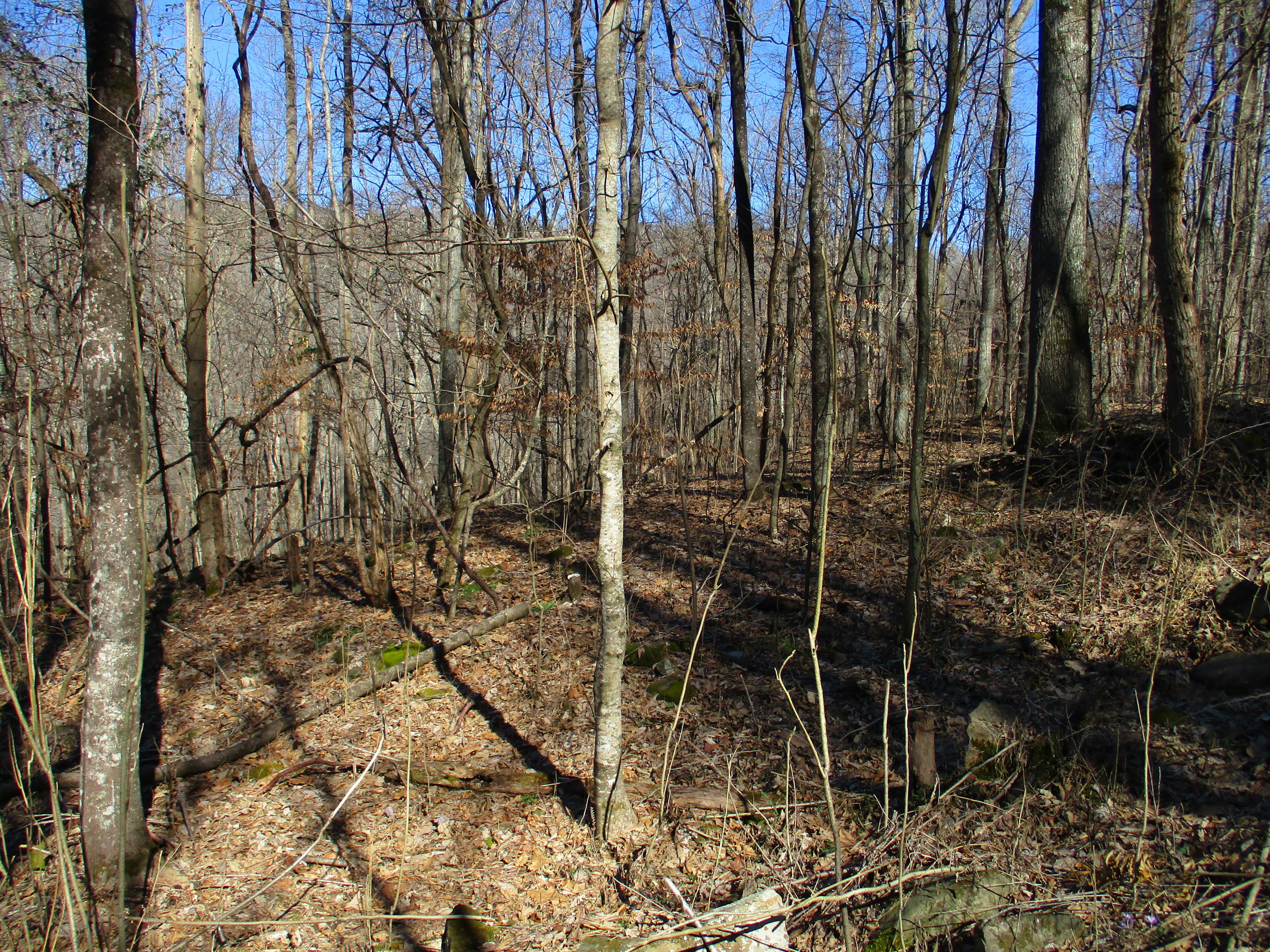 0 Timber Ridge, Unit 30 Pikeville, TN 37367 - Photo 3 of 19 IMG_0504