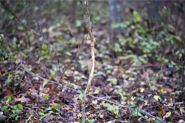 $358,764 | 21395 South S 725 Road, Stockton, MO 65785