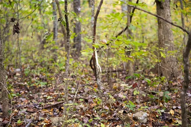 $358,764 | 21395 South S 725 Road, Stockton, MO 65785