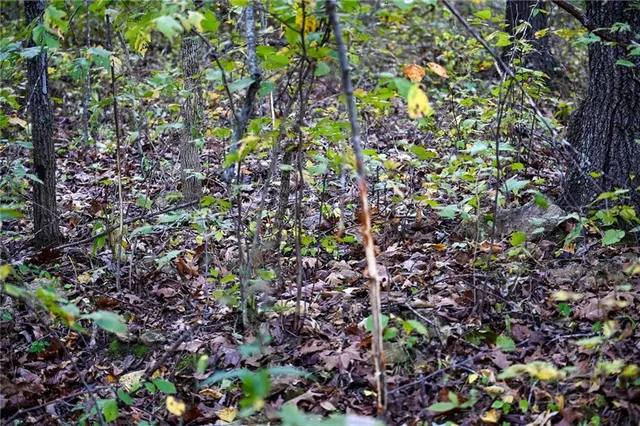 $358,764 | 21395 South S 725 Road, Stockton, MO 65785