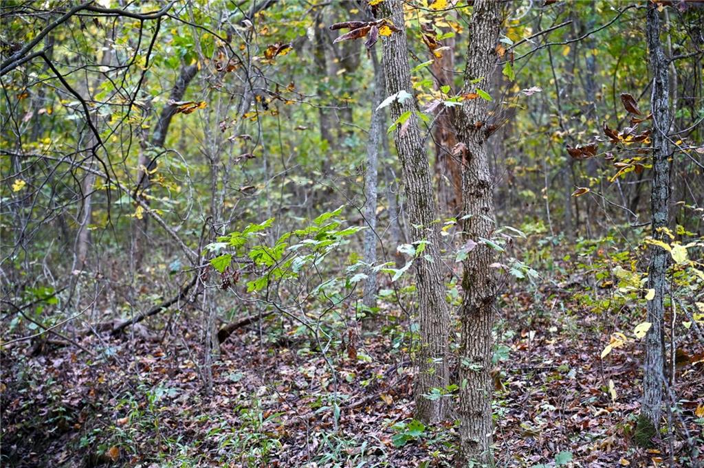 Tbd South 725 Road Stockton, MO 65785 - Photo 4 of 23