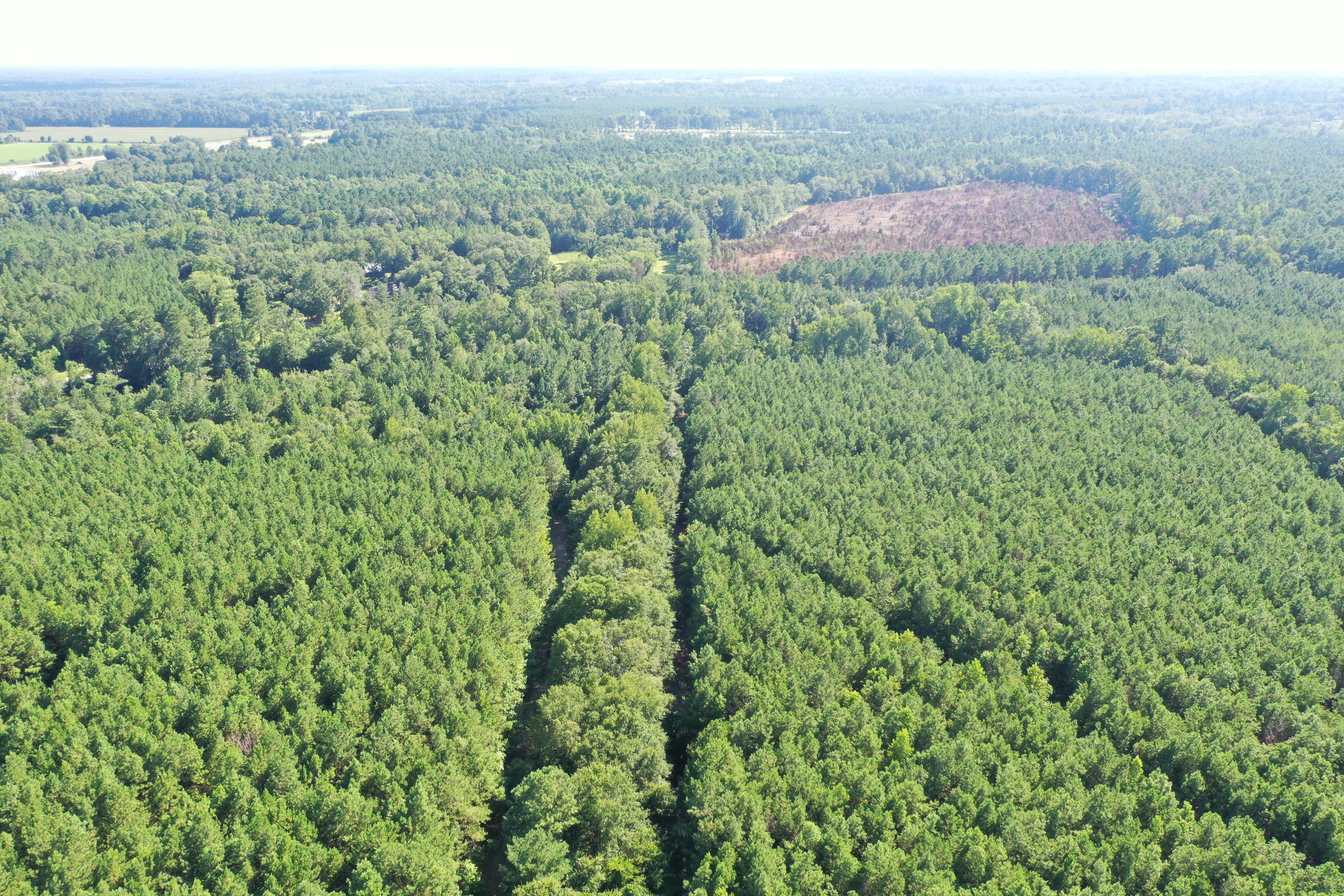 0 Till Road Orangeburg, SC 29115 - Photo 14 of 22 DJI_0853