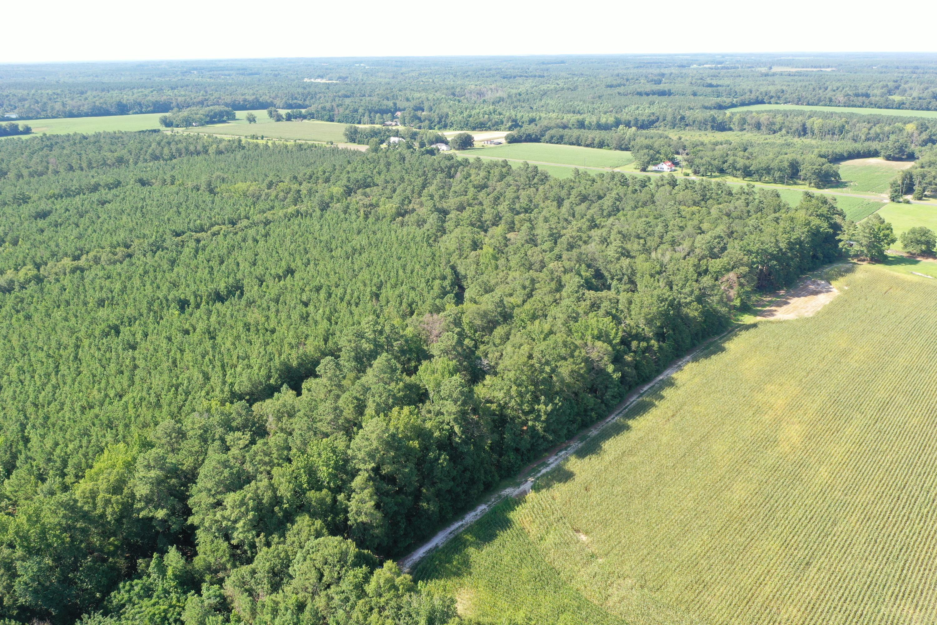 0 Till Road Orangeburg, SC 29115 - Photo 7 of 22 DJI_0842