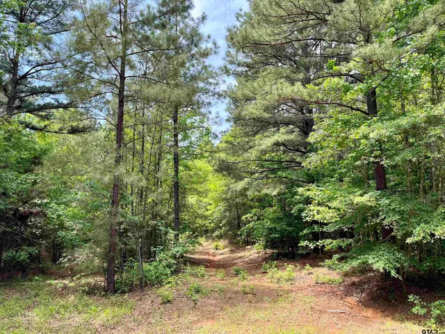 a view of a yard with plants and large trees