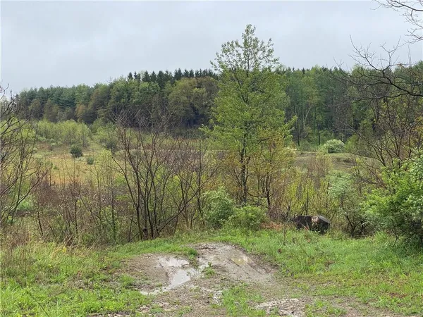 a view of a yard with trees in the background