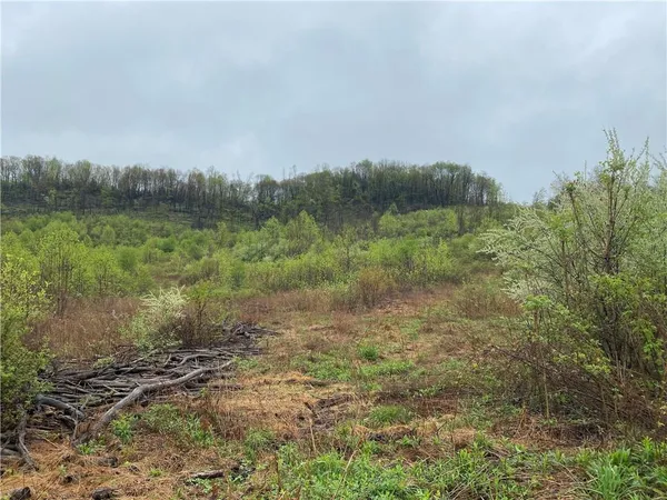 a view of a big yard with plants and large trees