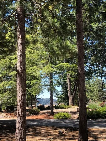 a view of a yard with plants and trees