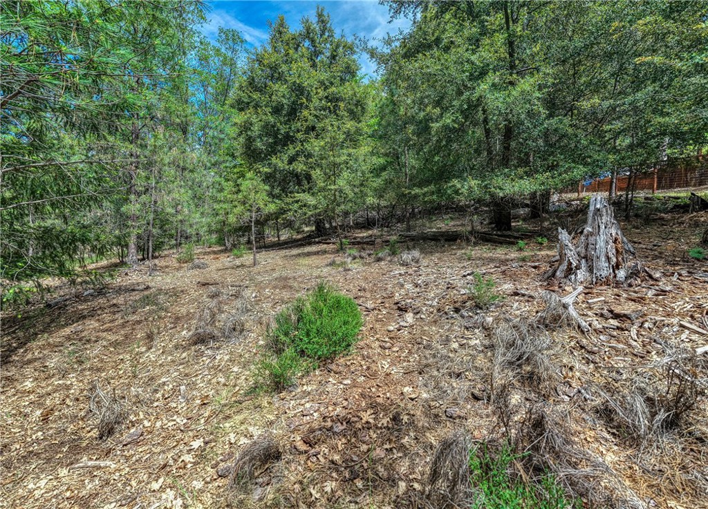 8833 Fox Drive Cobb, CA 95451 - Photo 12 of 20 a view of a yard with plants and a tree