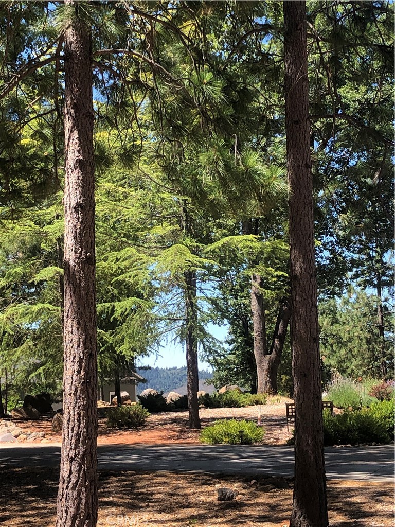 8833 Fox Drive Cobb, CA 95451 - Photo 17 of 20 a view of a street with large trees
