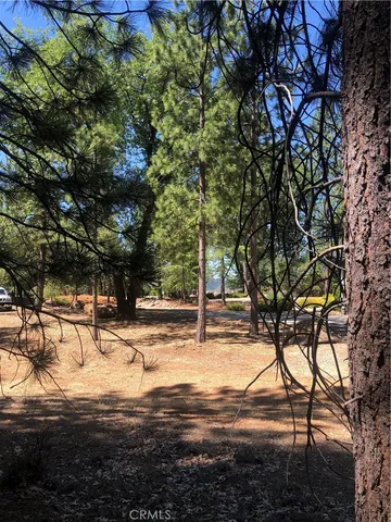 a view of a yard with a tree