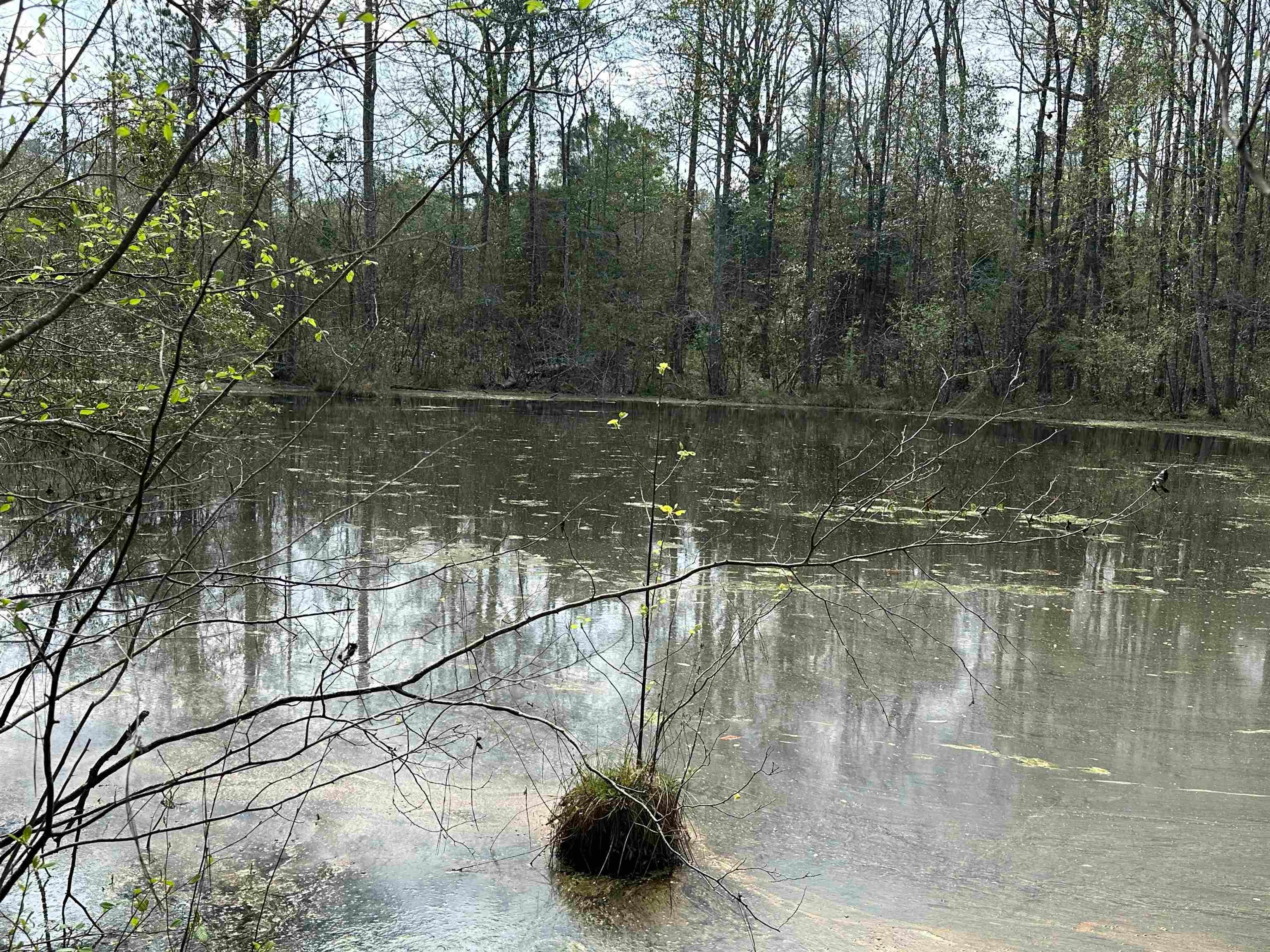36625 Hesters Store Road Red Level, AL 36474 - Photo 26 of 47 Gallery Image 26