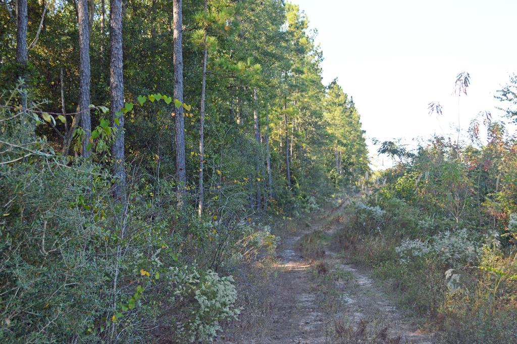 0 Greenhouse Road Gordon, AL 36343 - Photo 28 of 38