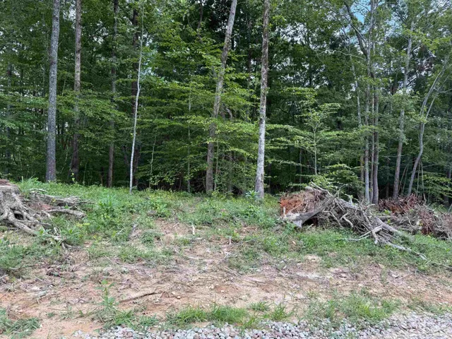 a view of a yard with plants and large trees