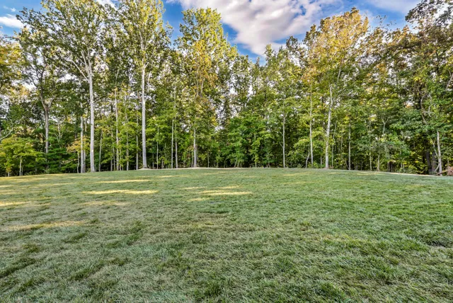 a view of a field with a tree