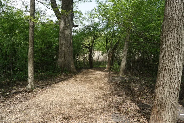 a close up of a plant in a yard