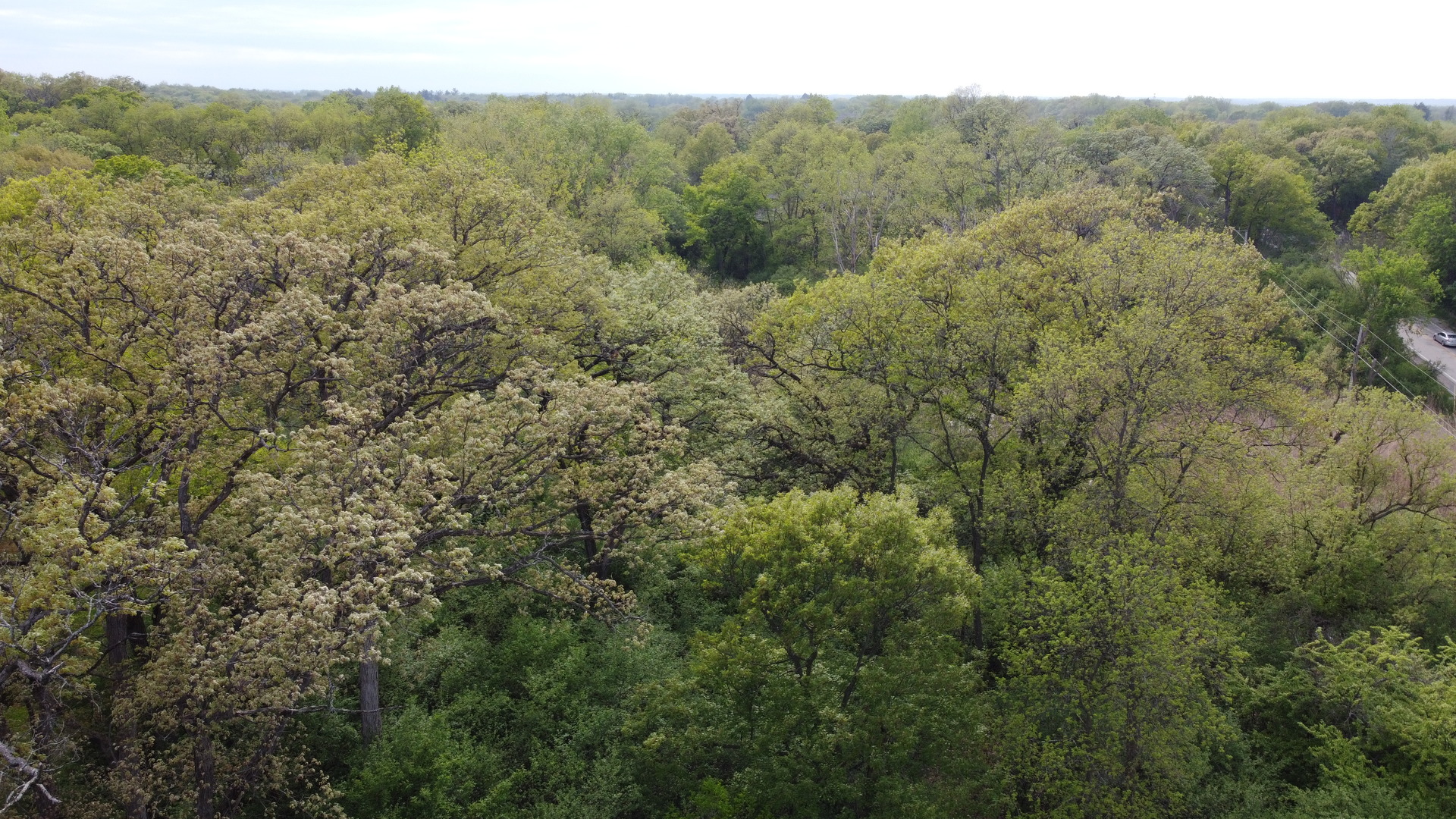 Lot 9 North Rainbow Road North Barrington, IL 60010 - Photo 19 of 20 a view of a forest with trees in the background