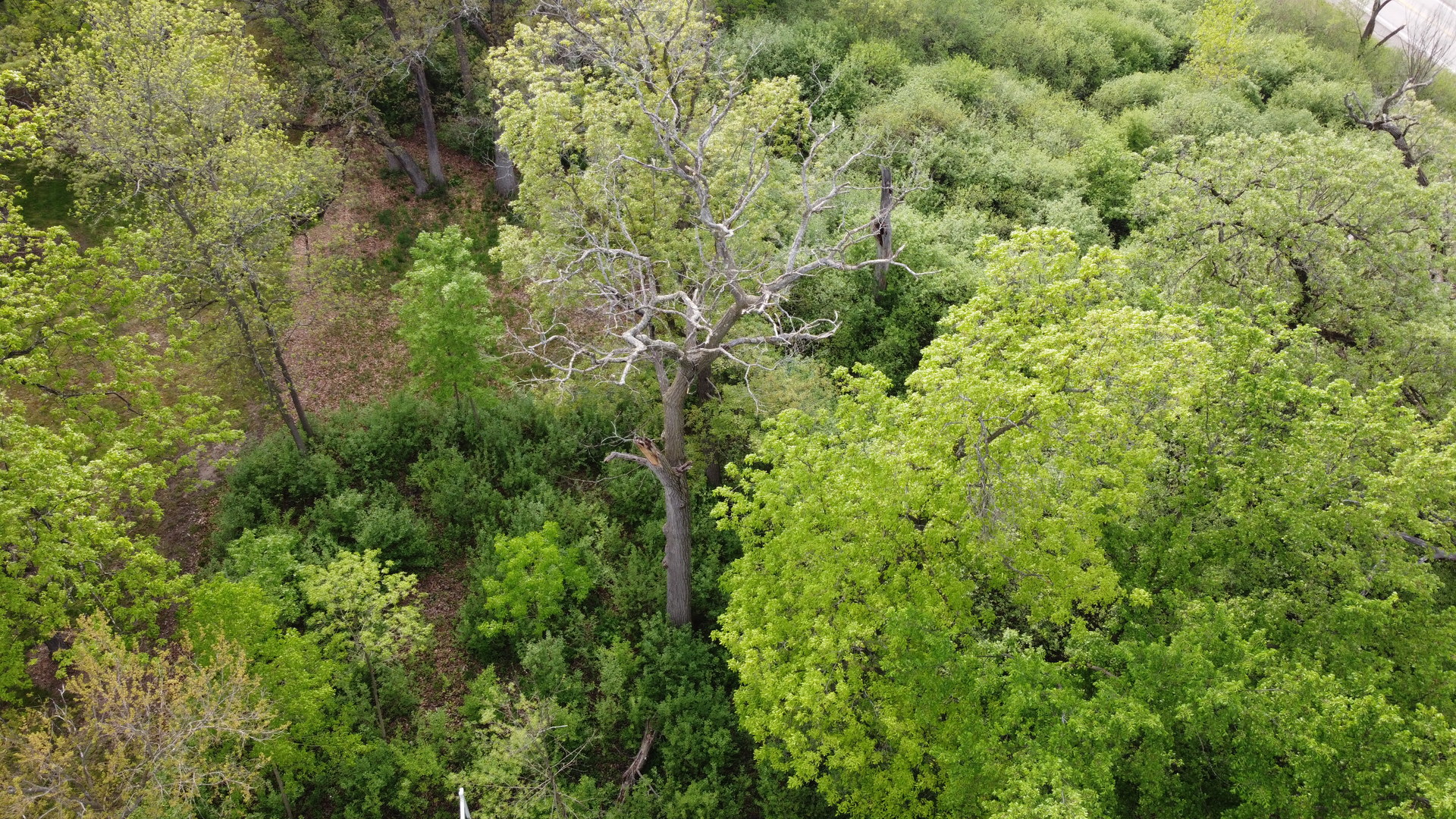 Lot 9 North Rainbow Road North Barrington, IL 60010 - Photo 3 of 20 a view of a forest with a tree