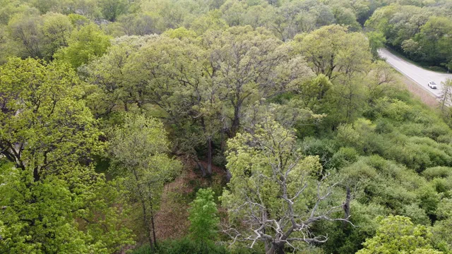 a view of a forest with plants and large trees