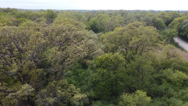 a view of a forest filled with trees
