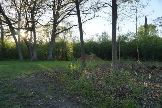 a view of a forest filled with trees