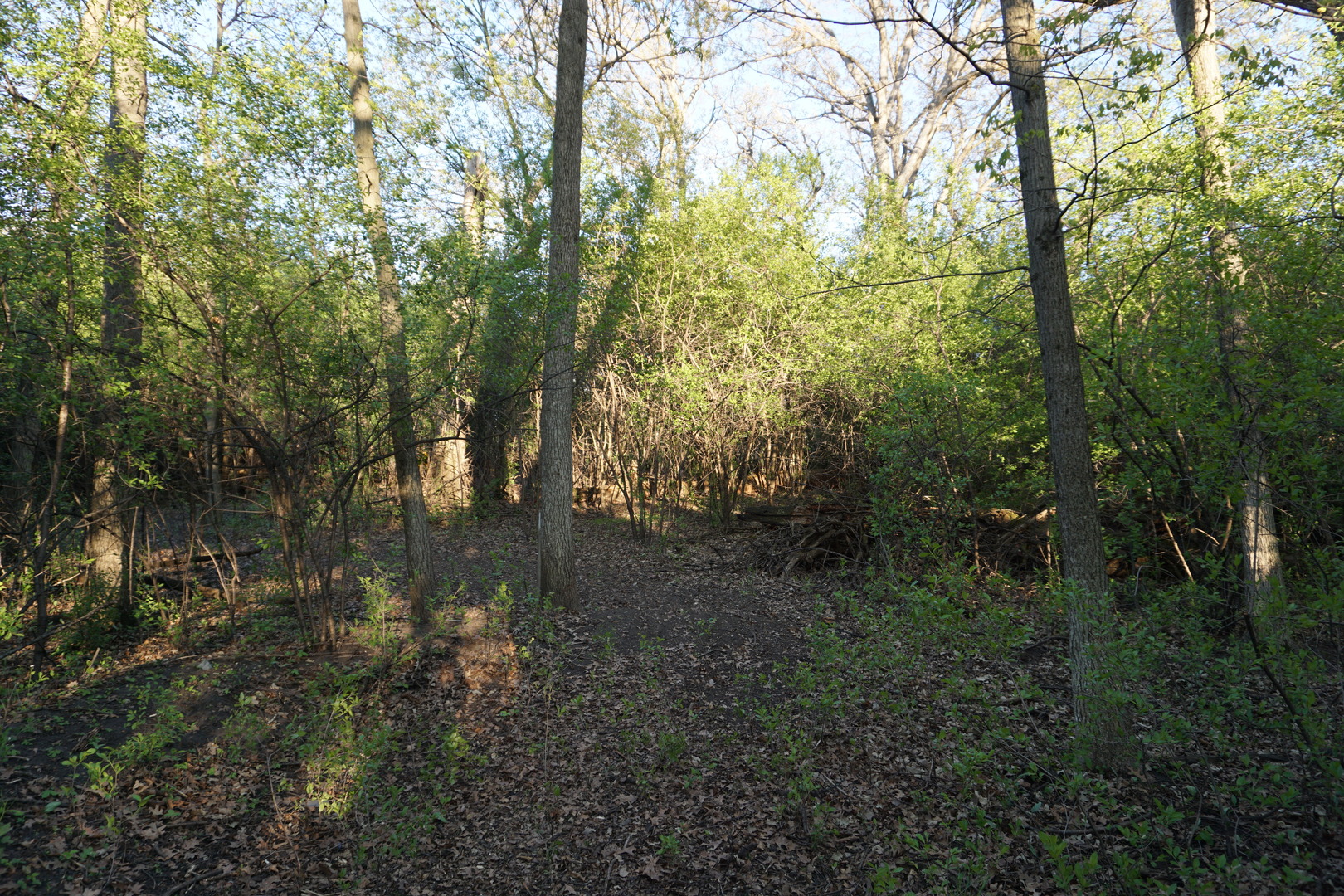 Lot 9 North Rainbow Road North Barrington, IL 60010 - Photo 8 of 20 a view of a forest filled with trees