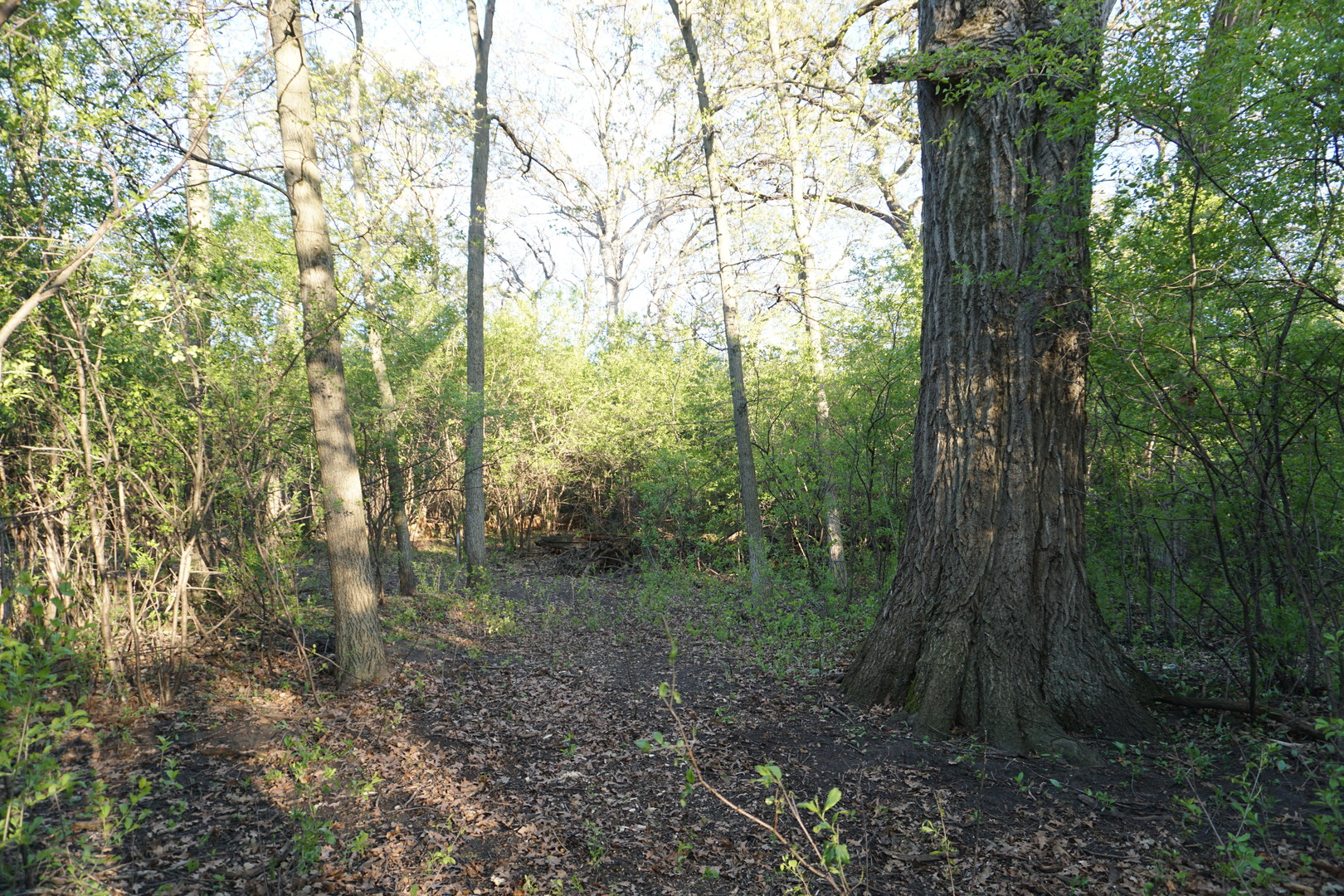 Lot 9 North Rainbow Road North Barrington, IL 60010 - Photo 9 of 20 a view of a forest filled with trees