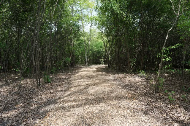 a view of a forest with a tree