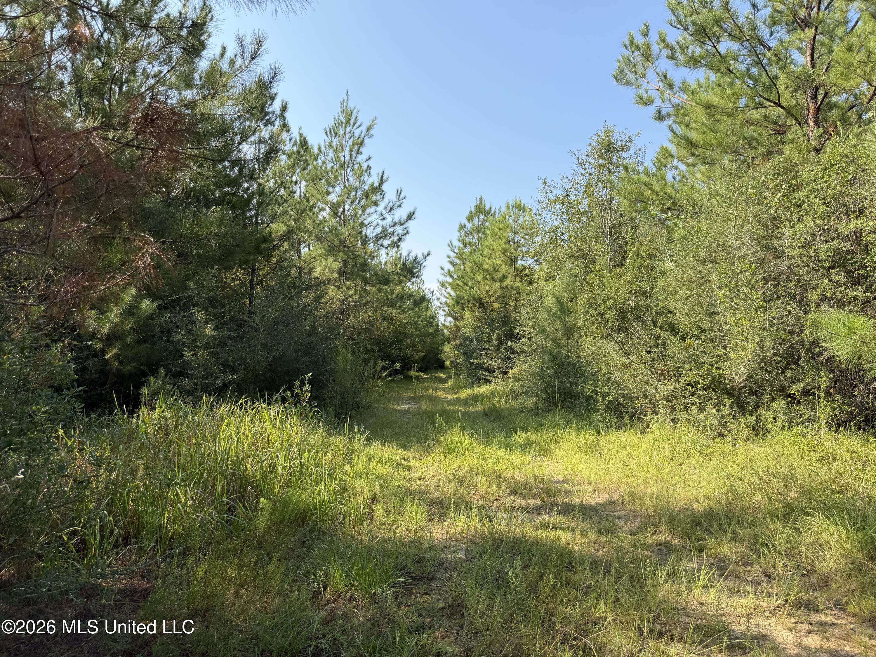 156.3 Acres Beesley Road Lucedale, MS 39452 - Photo 5 of 30 IMG_6056