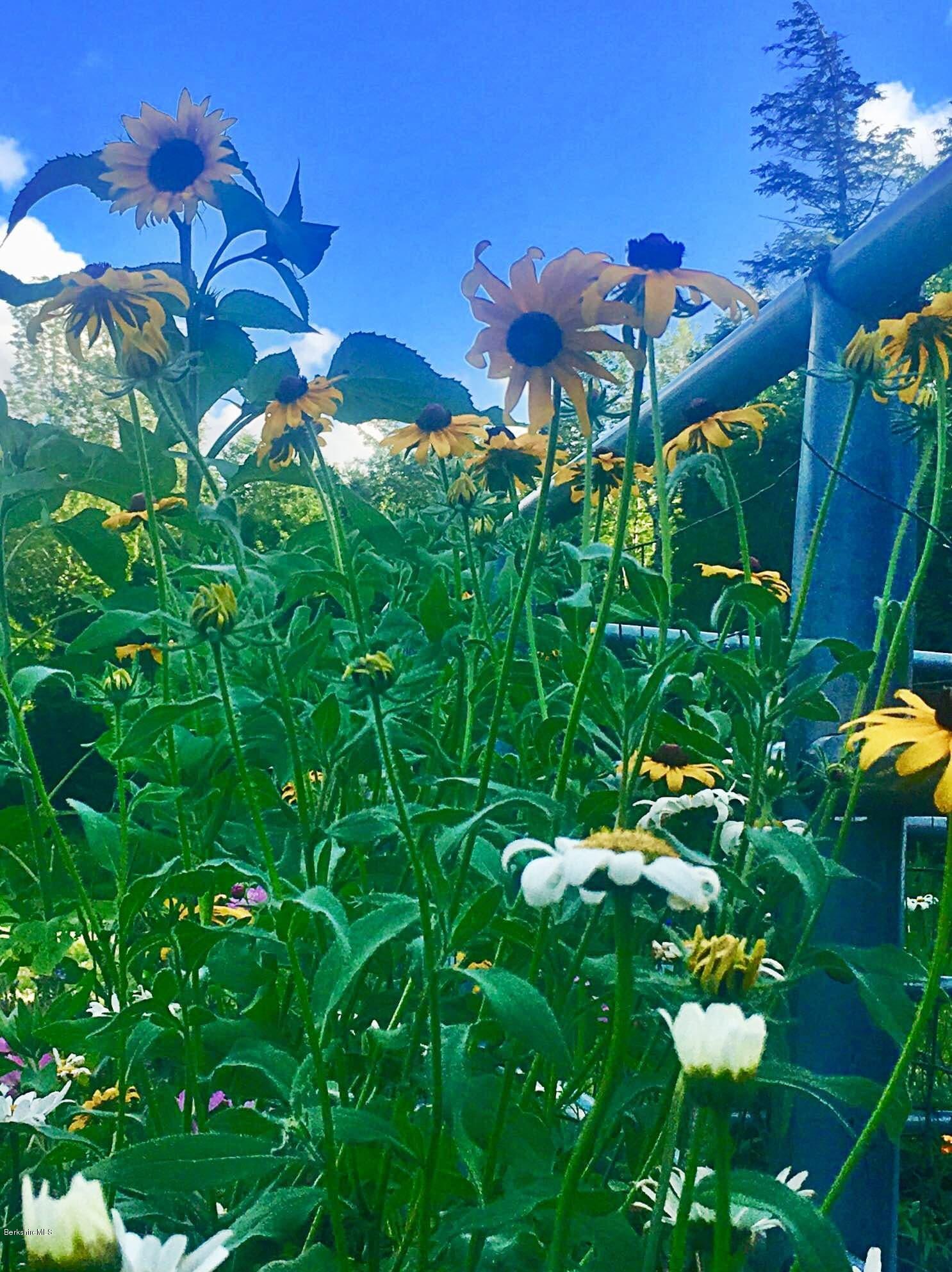 262 Loop Road Savoy, MA 01256 - Photo 34 of 40 Wild Flowers
