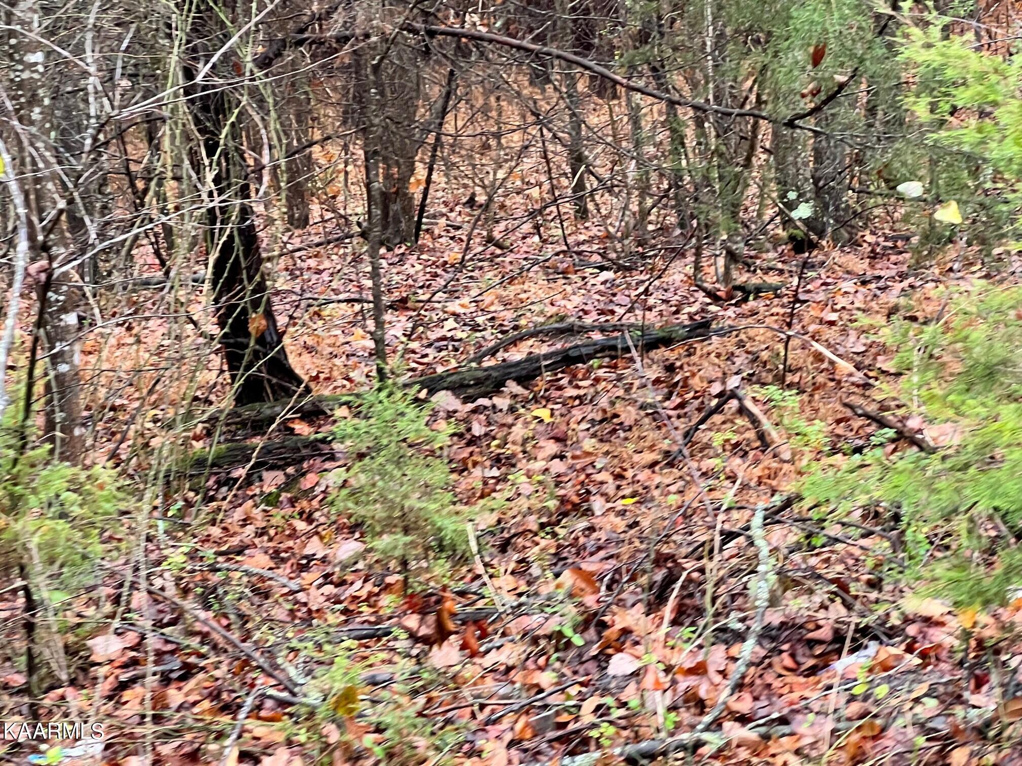 Lot 14 Rayl Hollow Decatur, TN 37322 - Photo 1 of 6 RH4