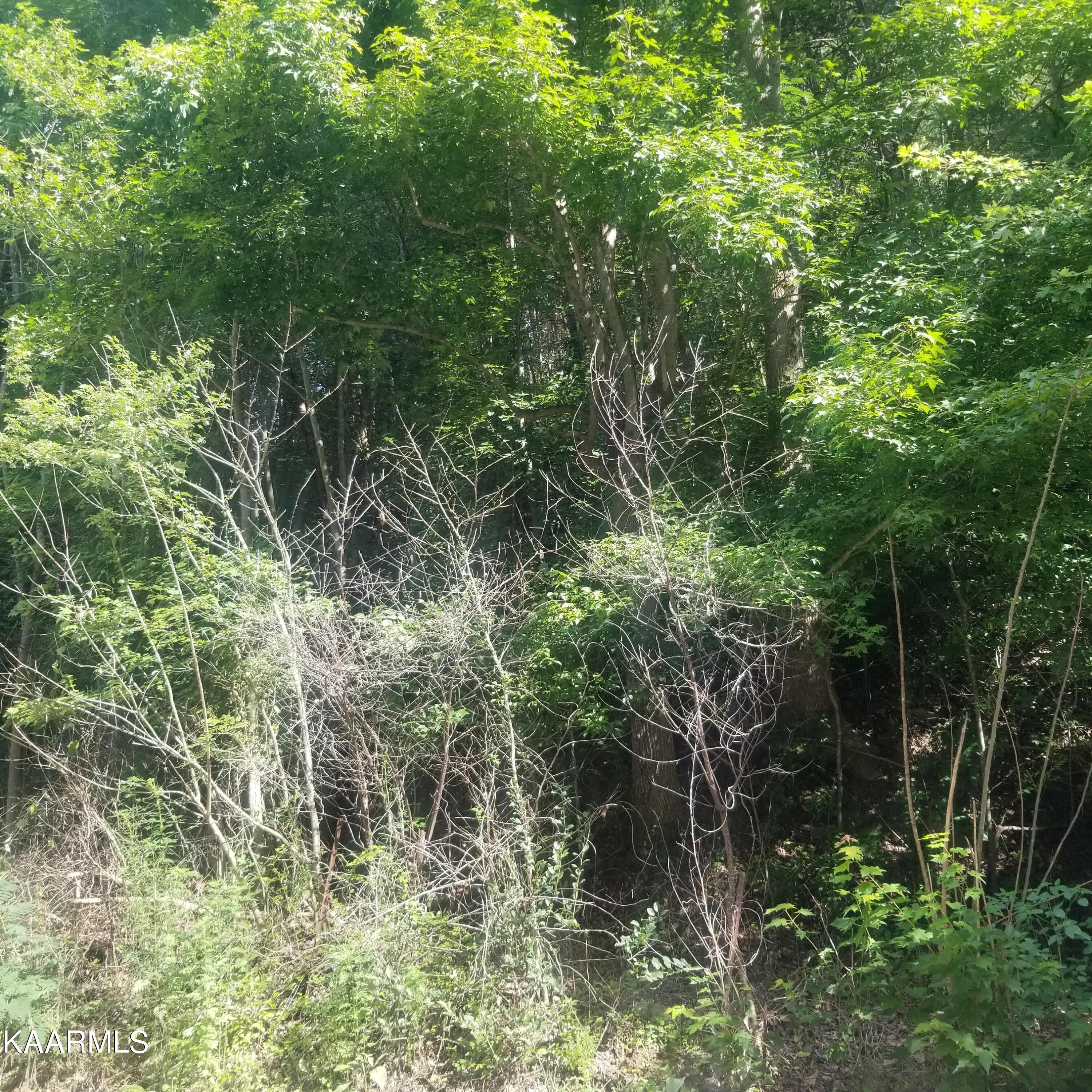 2765 Happy Hollow Road Sevierville, TN 37862 - Photo 13 of 16 20220718_101116