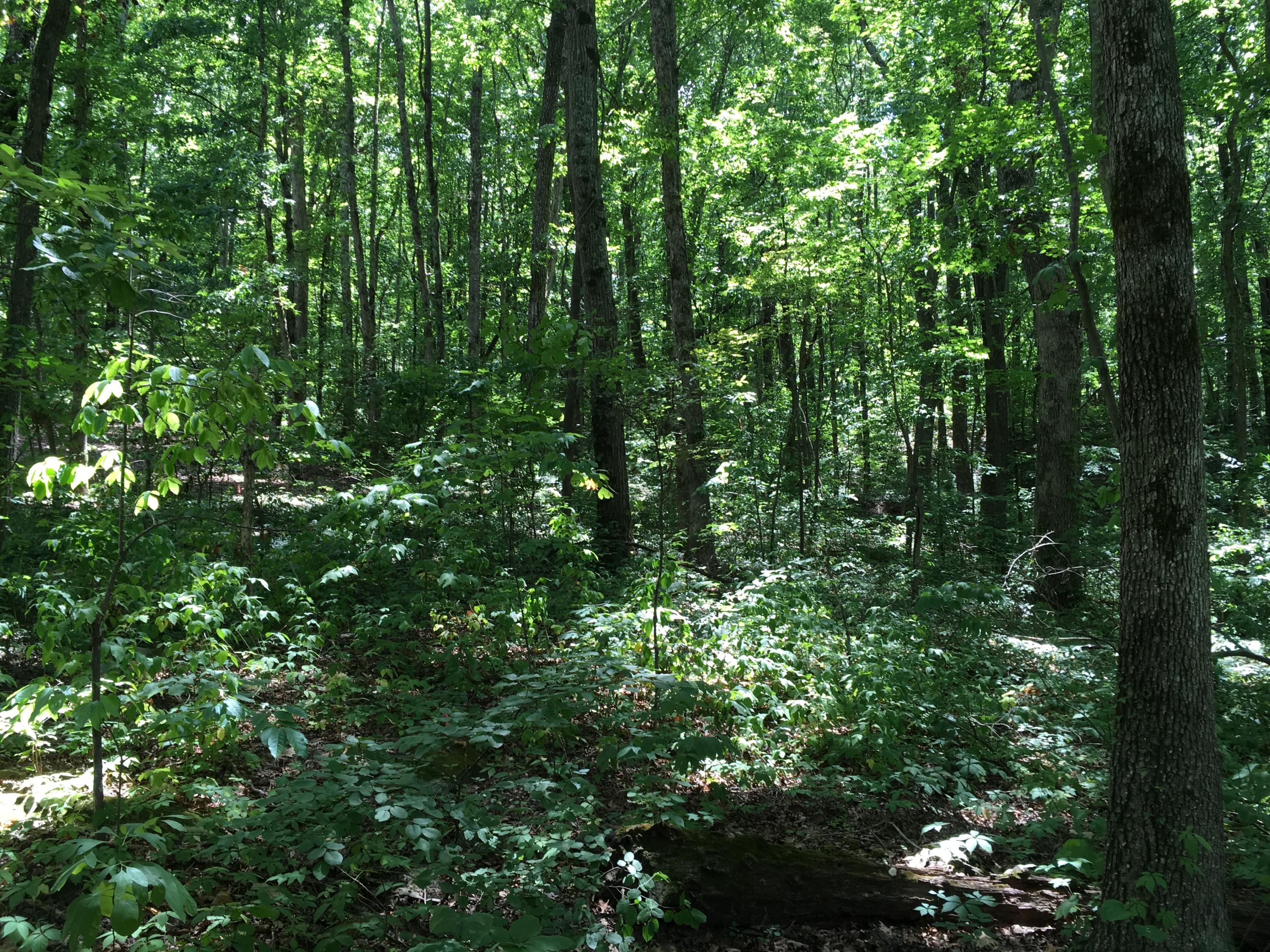 905 Dunsinane Road, Unit 160 Signal Mountain, TN 37377 - Photo 3 of 3 image3