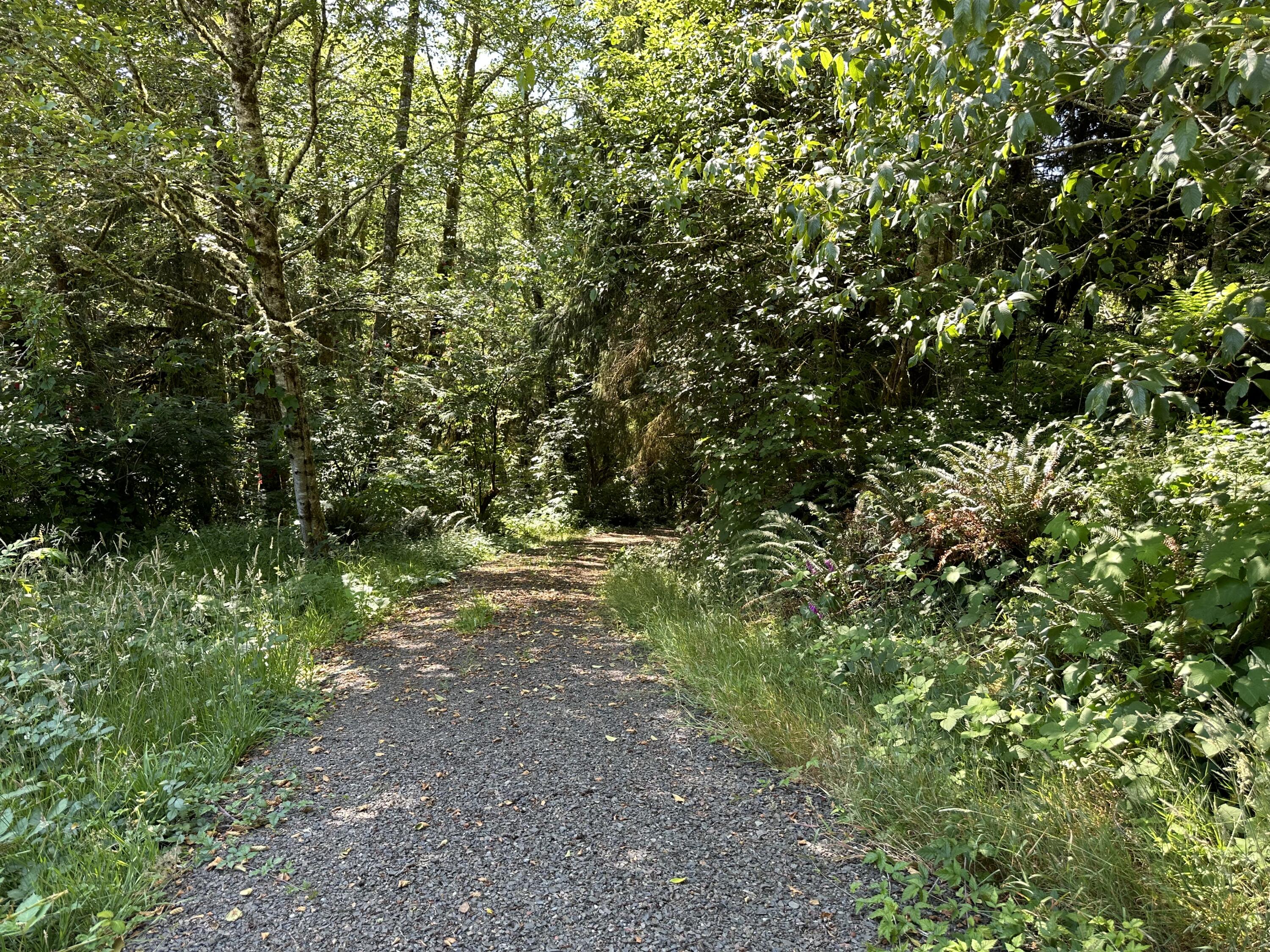 Lot#00300 Whiskey Creek Road Tillamook, OR 97141 - Photo 4 of 14 Gravel Drive to Homesite