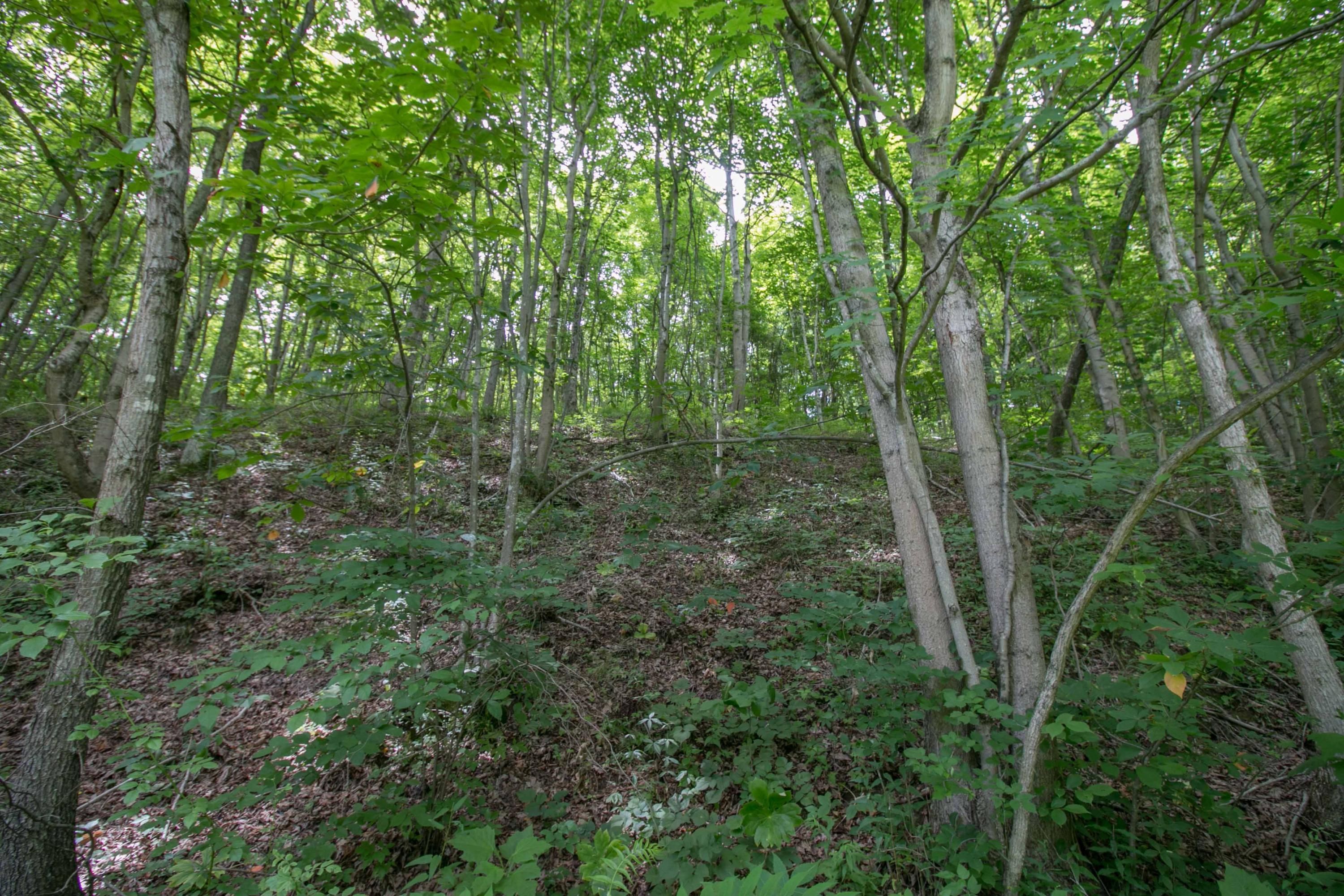 8640 Carr Bailey Road Millfield, OH 45761 - Photo 11 of 50 Gallery Image 11