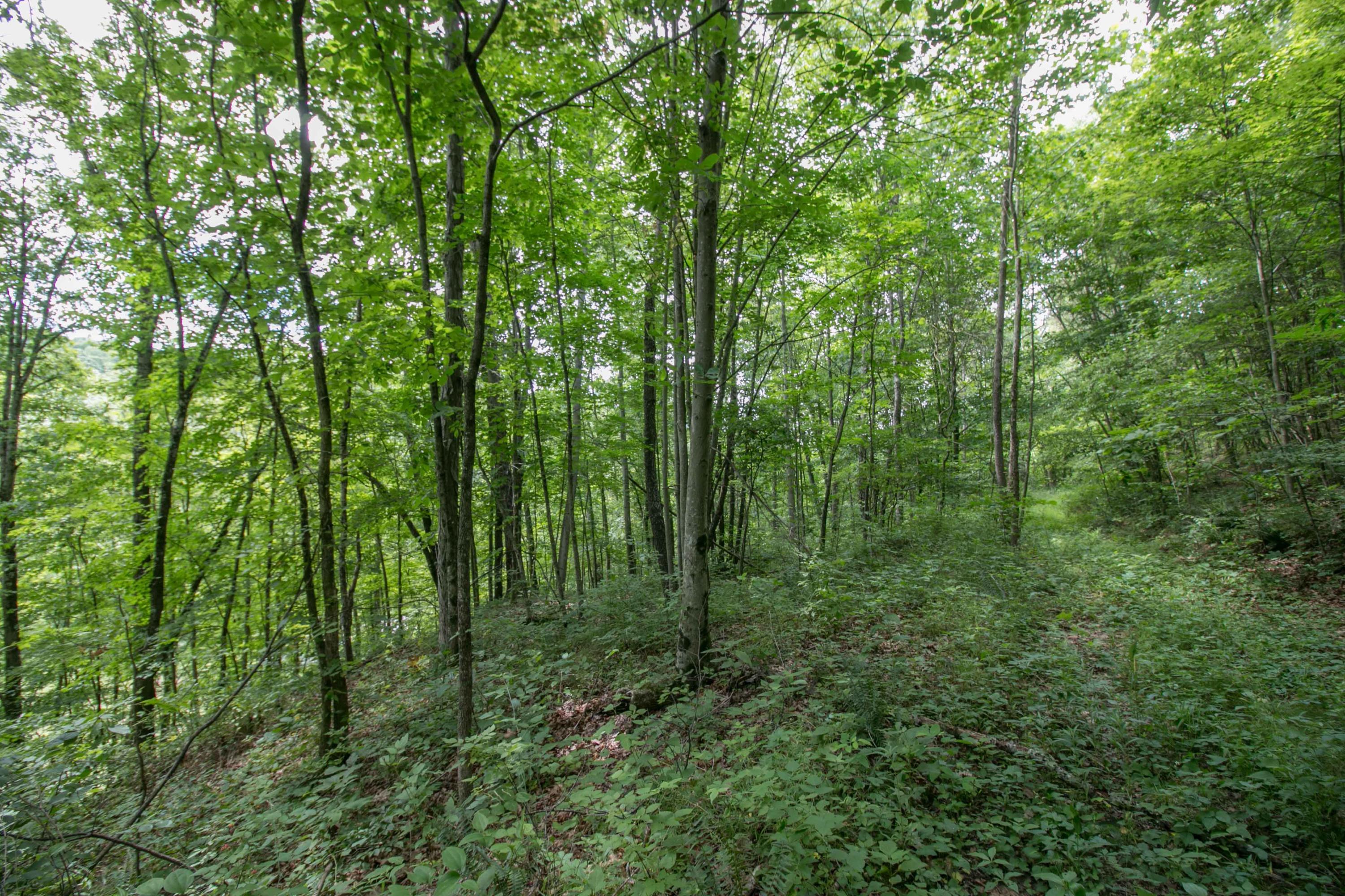 8640 Carr Bailey Road Millfield, OH 45761 - Photo 34 of 50 Gallery Image 34