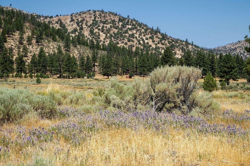 414-000 Scott Road Doyle, CA 96109 - Photo 12 of 20 a view of a yard with a tree
