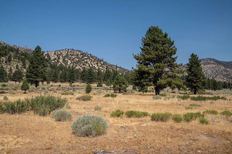 414-000 Scott Road Doyle, CA 96109 - Photo 16 of 20 a view of a yard covered in snow