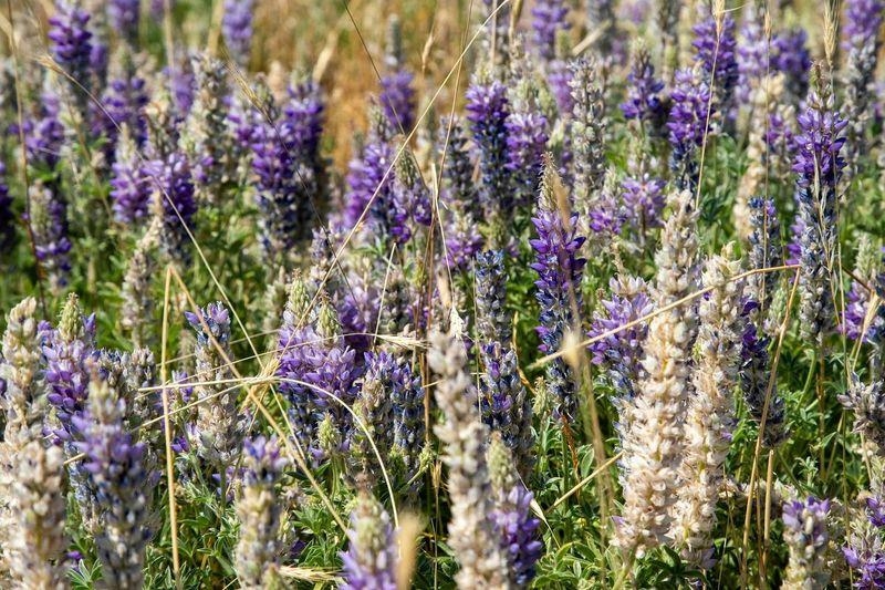 414-000 Scott Road Doyle, CA 96109 - Photo 17 of 20